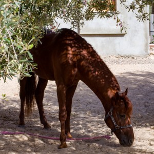 Horse under the tree