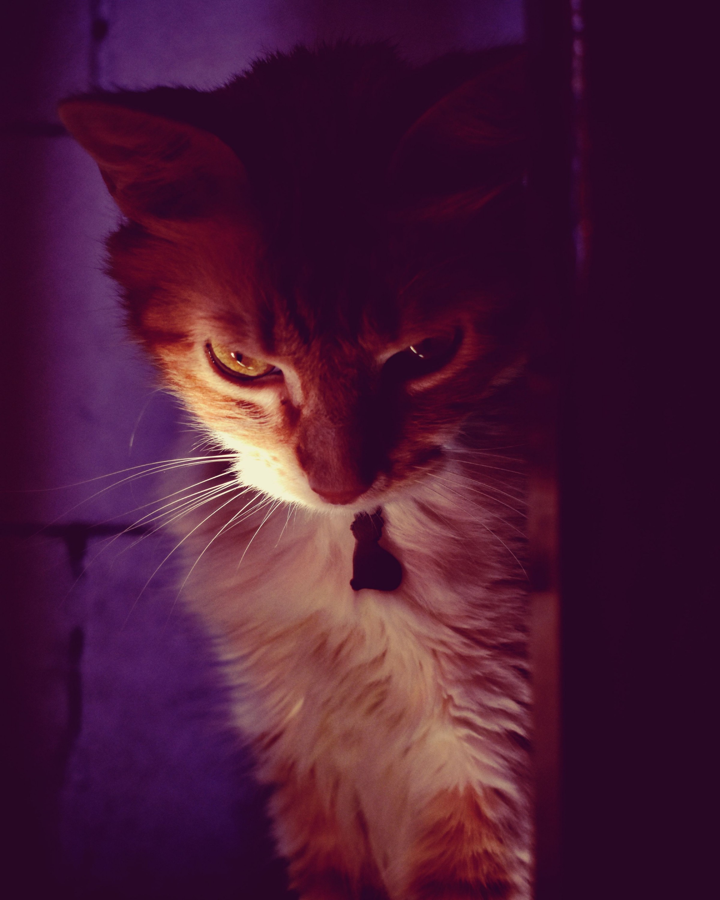 Algo me observa.