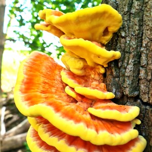 Polypore soufré