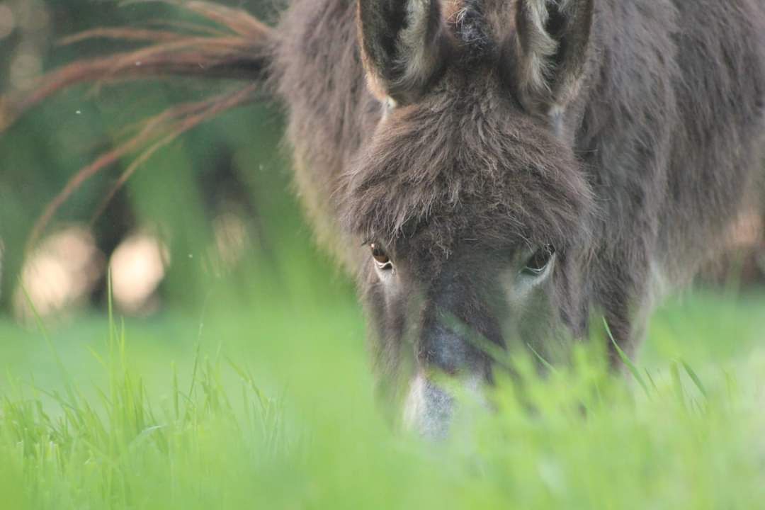 inbound8149680233766330444