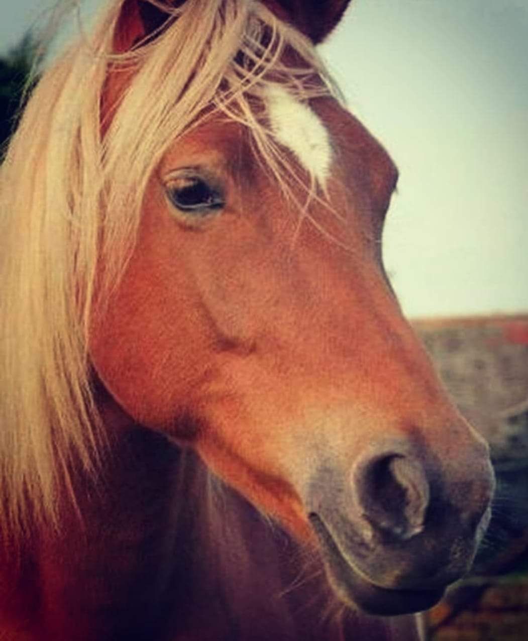 inbound601698626687165740