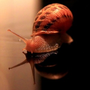 escargot