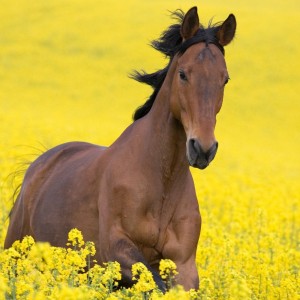 Horse in nature