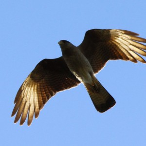 vuelo