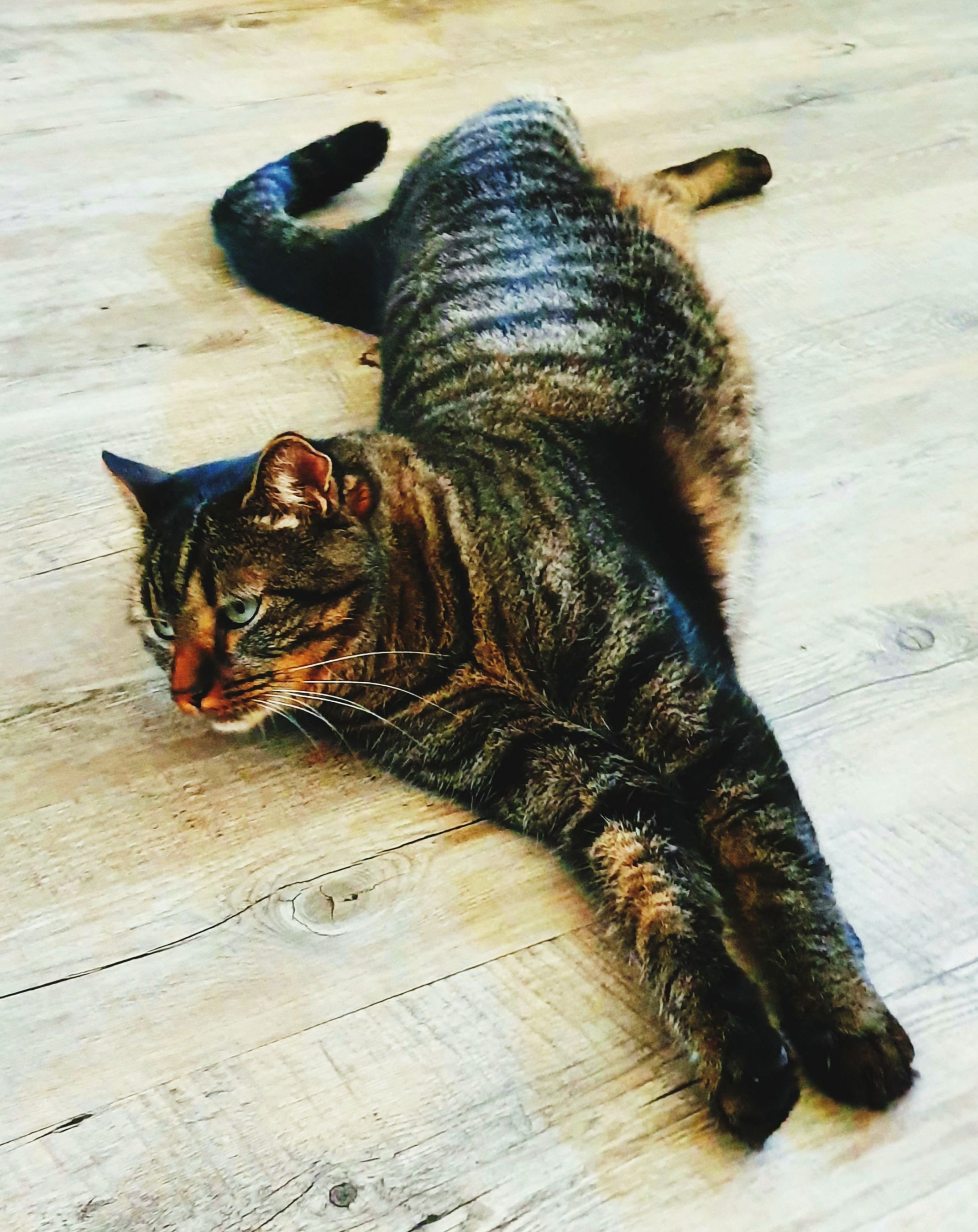 inbound5559404600397452135