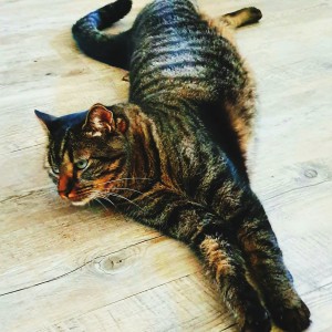 inbound5559404600397452135