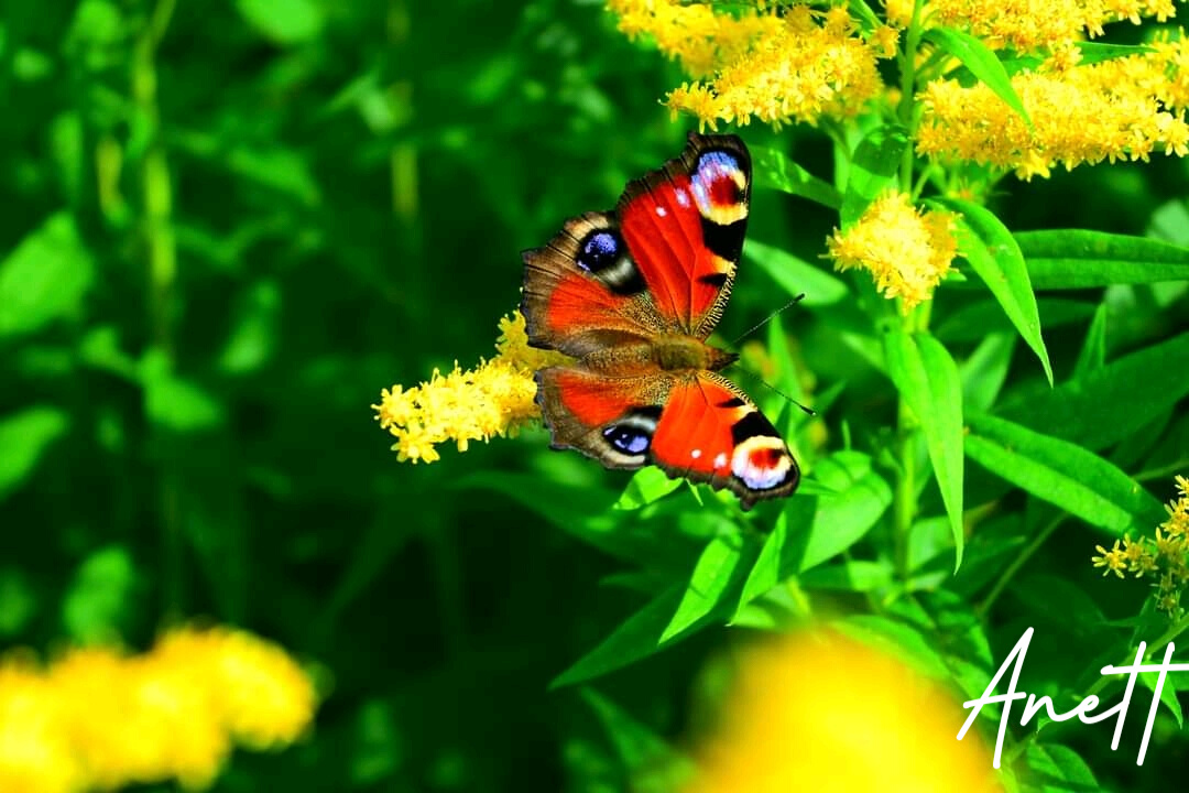 Lumii_20210912_200533773