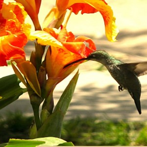 Comenzando la primavera !!