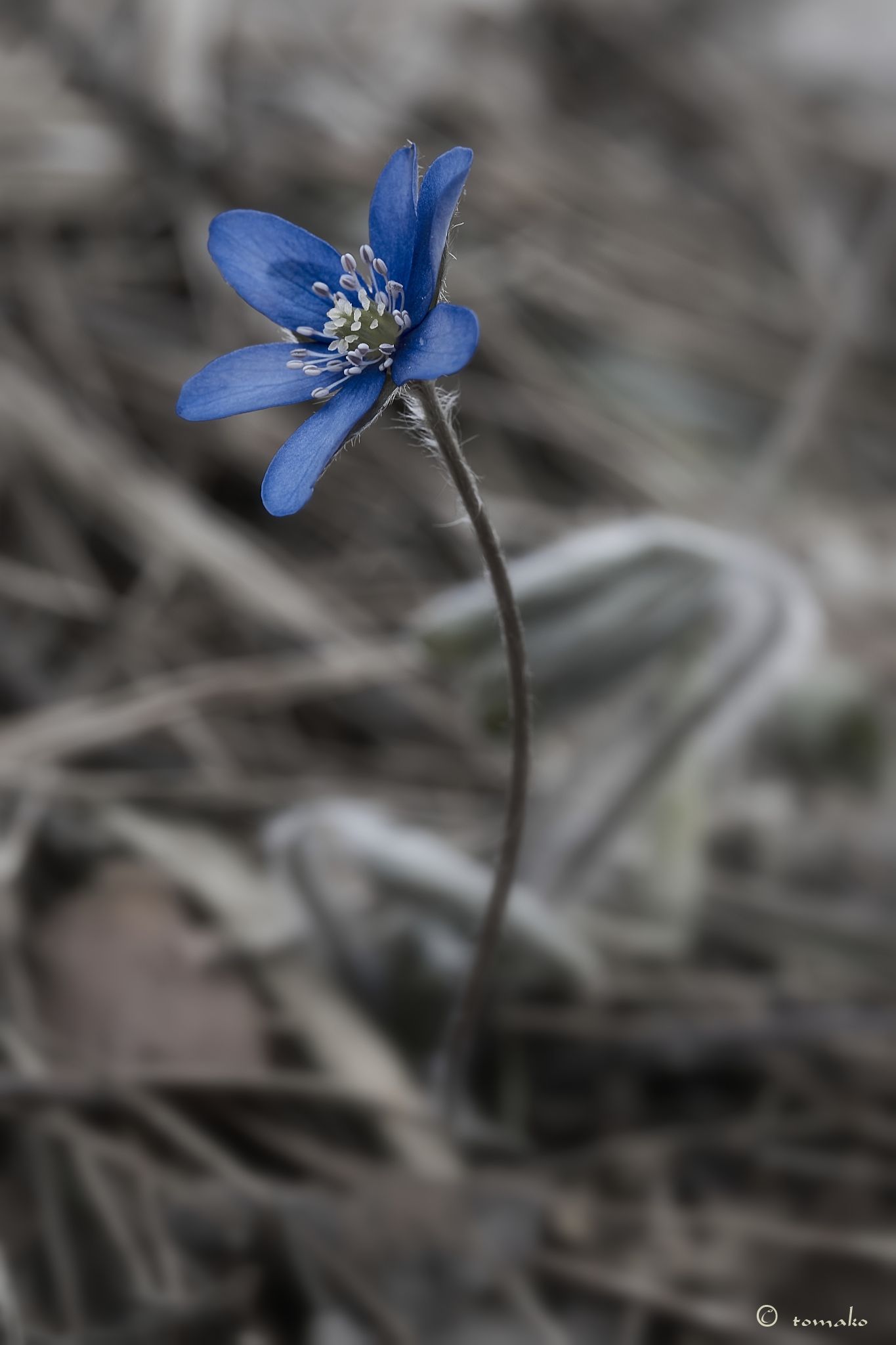 DSC09410_filtered_fb