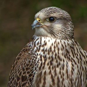 DSC09622-0_1_2_filtered