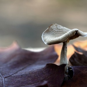 DSC02992_DxO_filtered