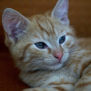 DSC06651_filtered_fb