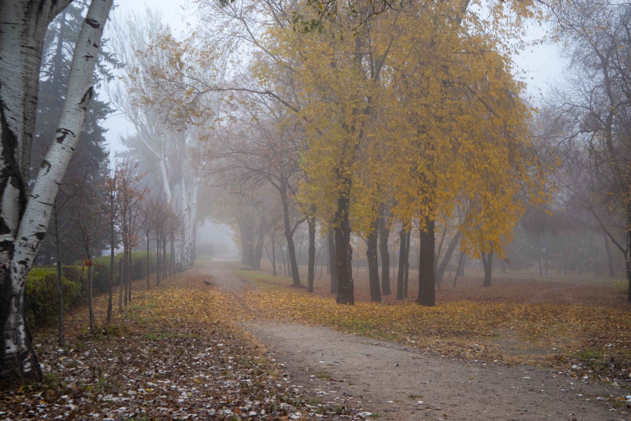 Туман в парке