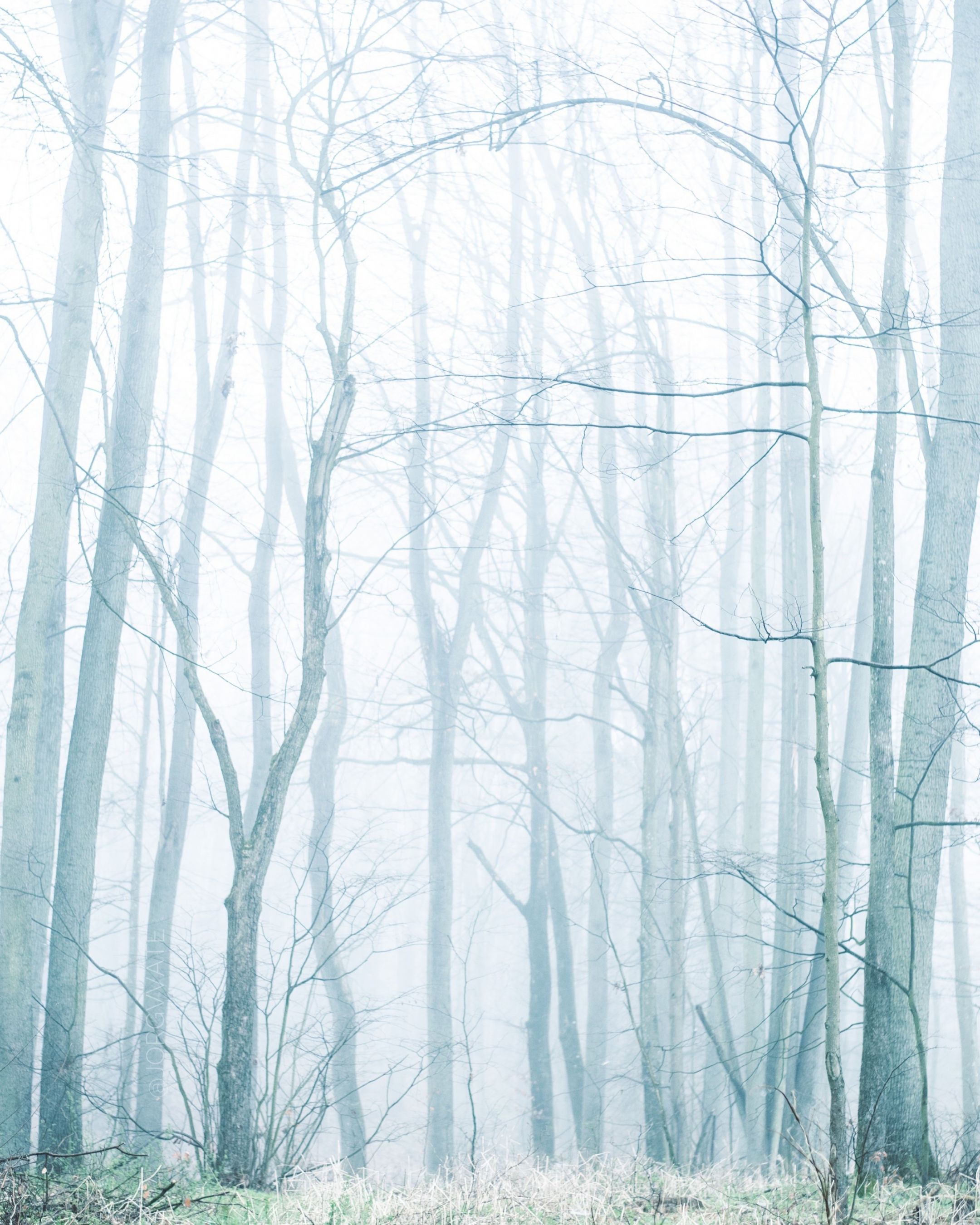 Moody forest