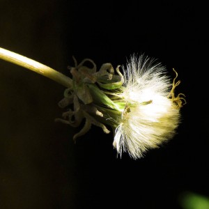 IMG_3751