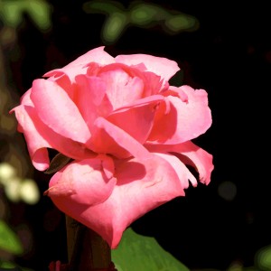 46a726bb91053e44fa441d15bee239d4