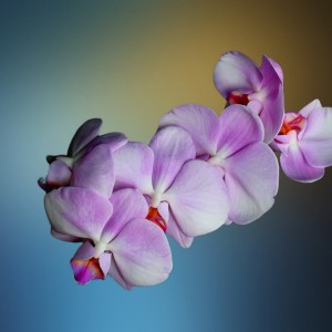 Orchidejka