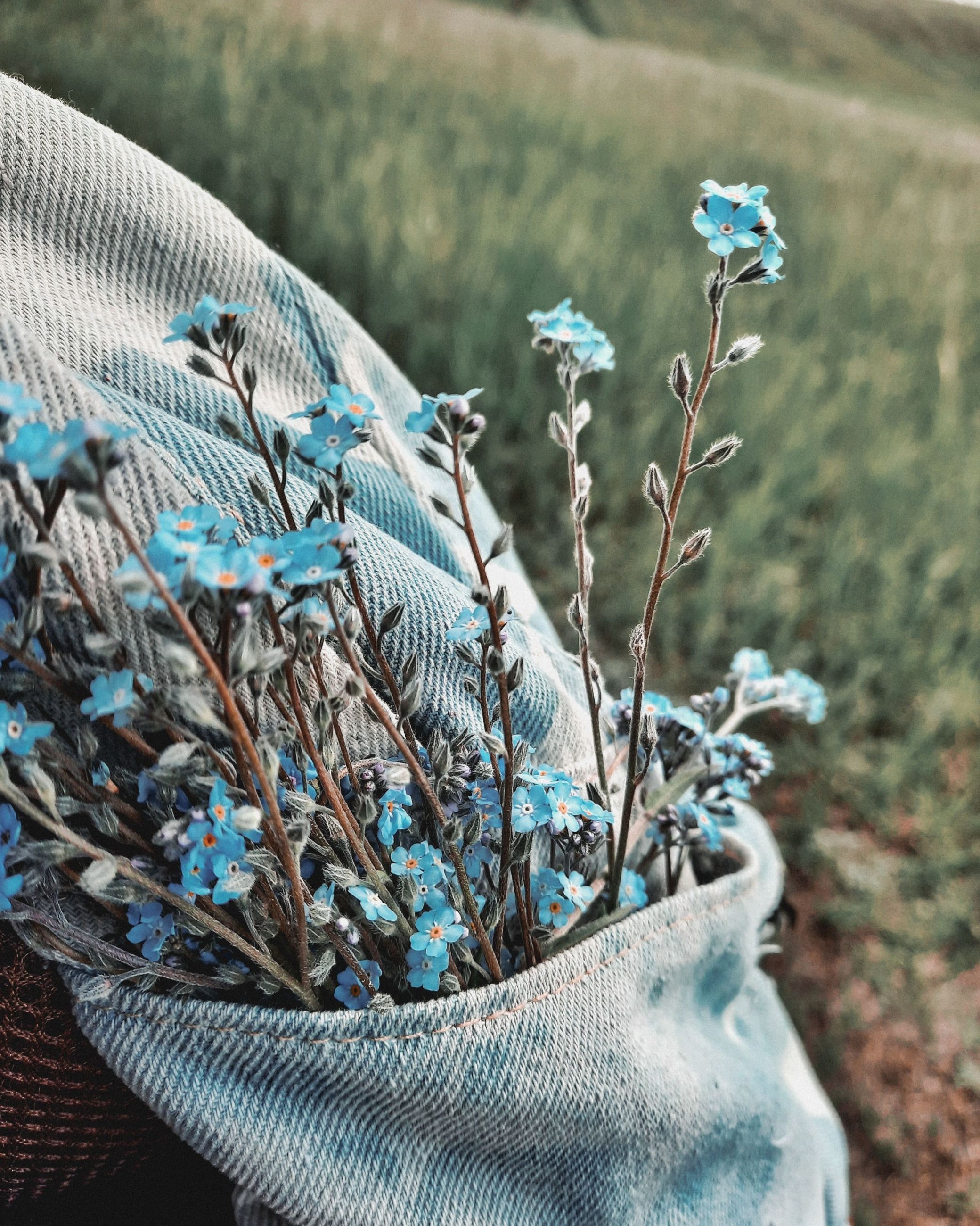 forget - me - not