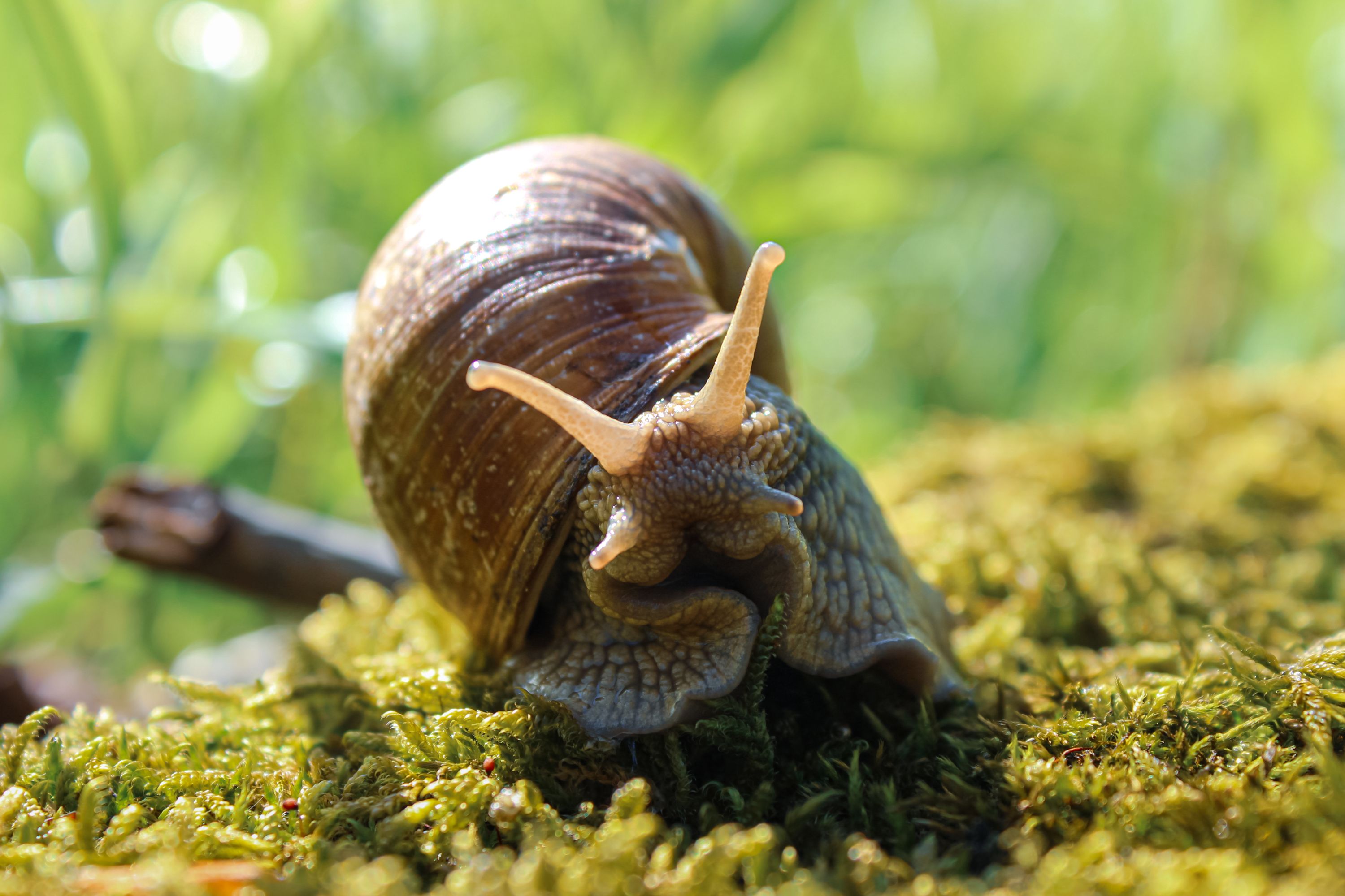 Snail