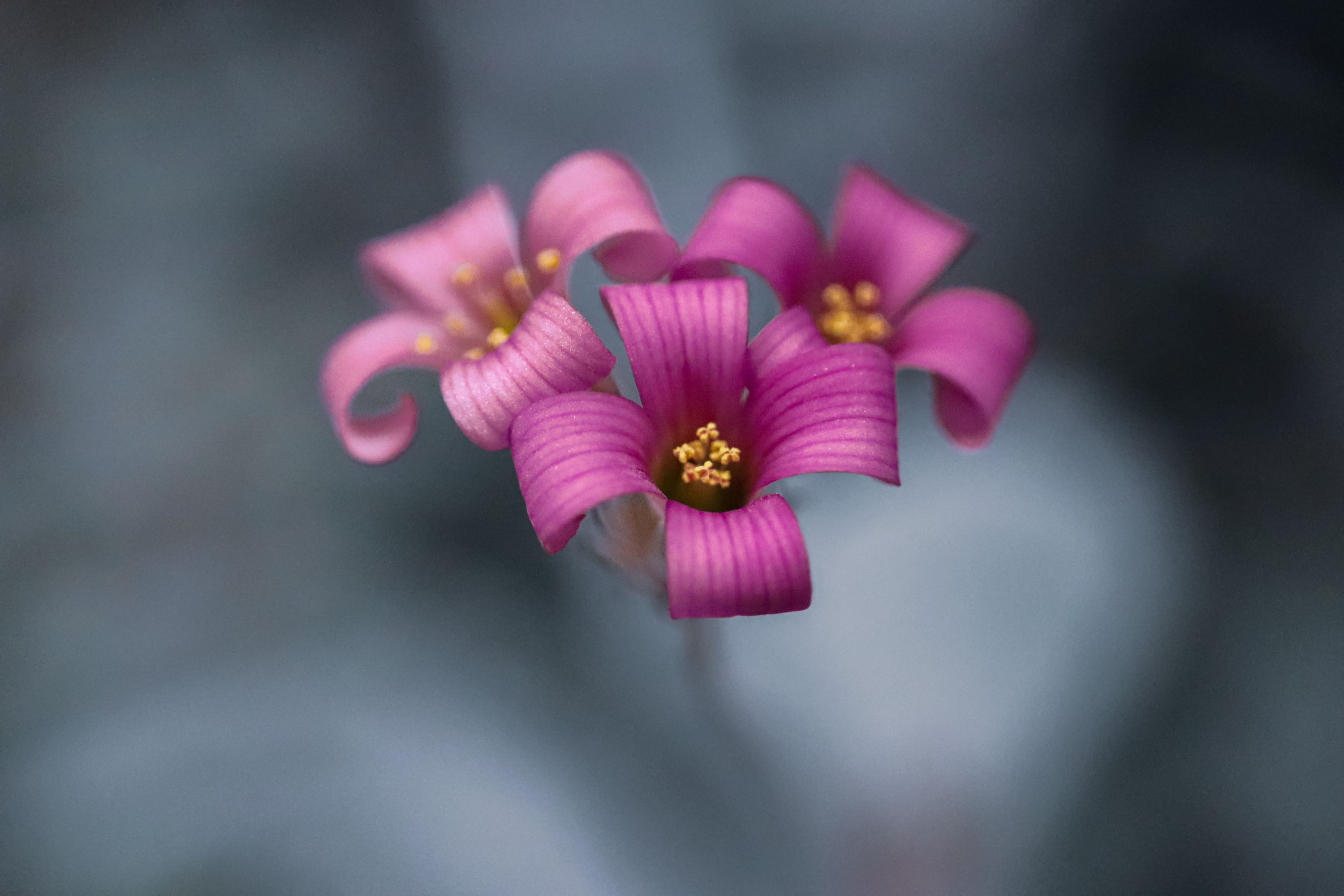 Pink flower