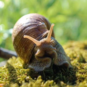 Snail