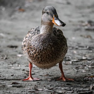 Duck