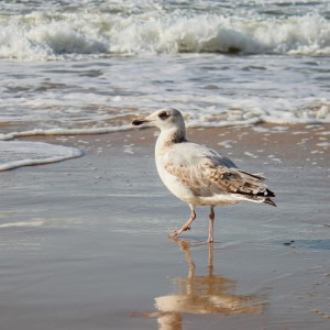 Seagull