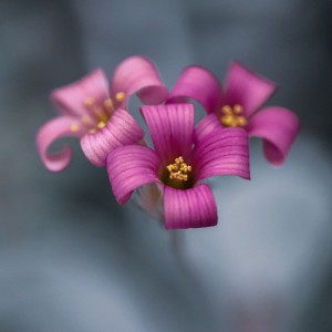 Pink flower