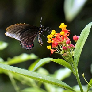 inbound7132972620572427421