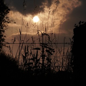 inbound7975177184694138282