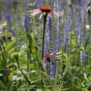 inbound2996409389735547169