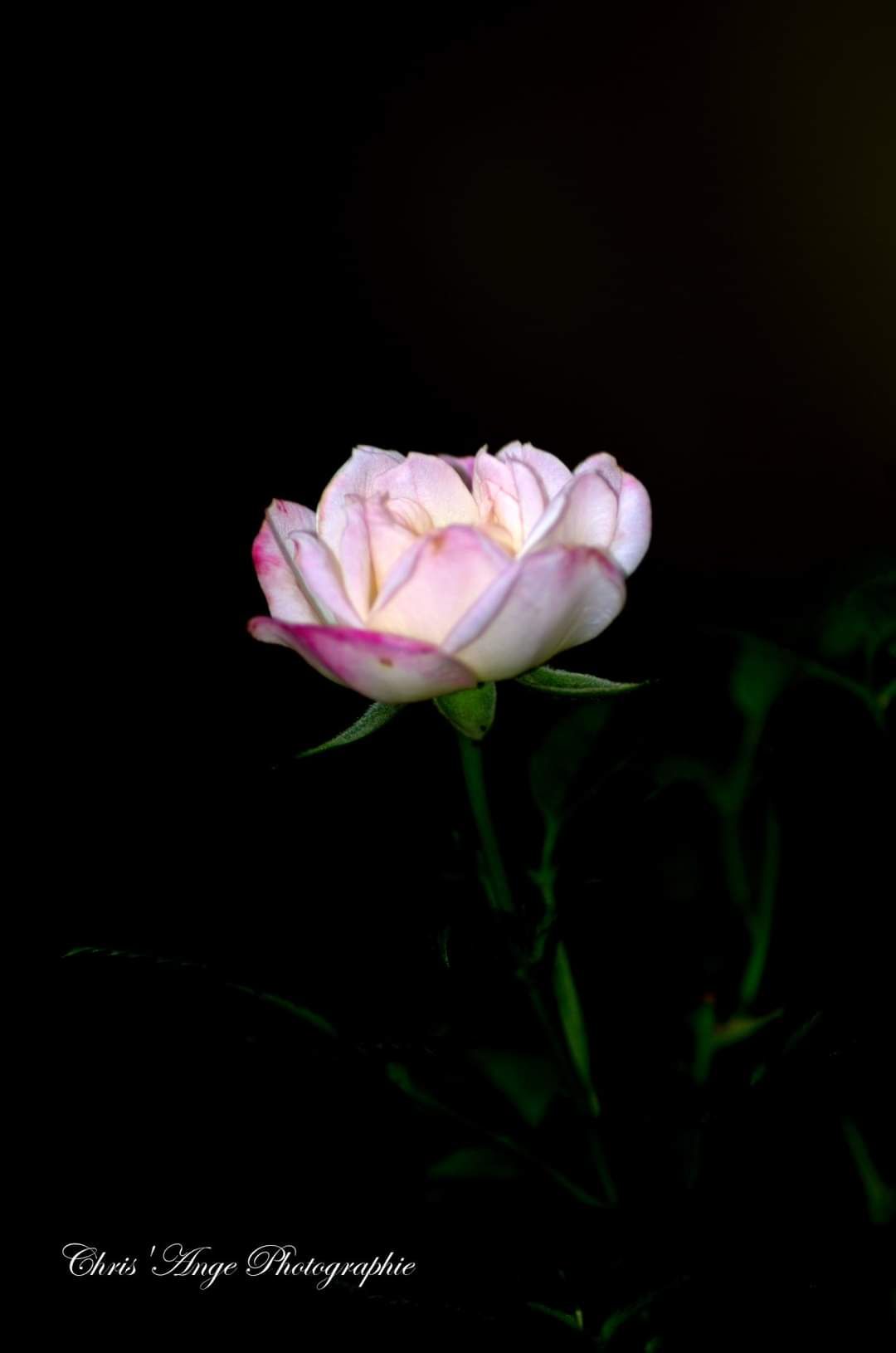 inbound765390310902289516