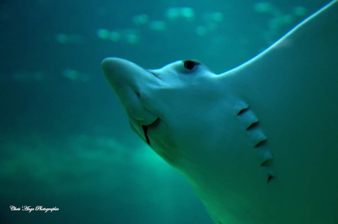 inbound6127857540373303058