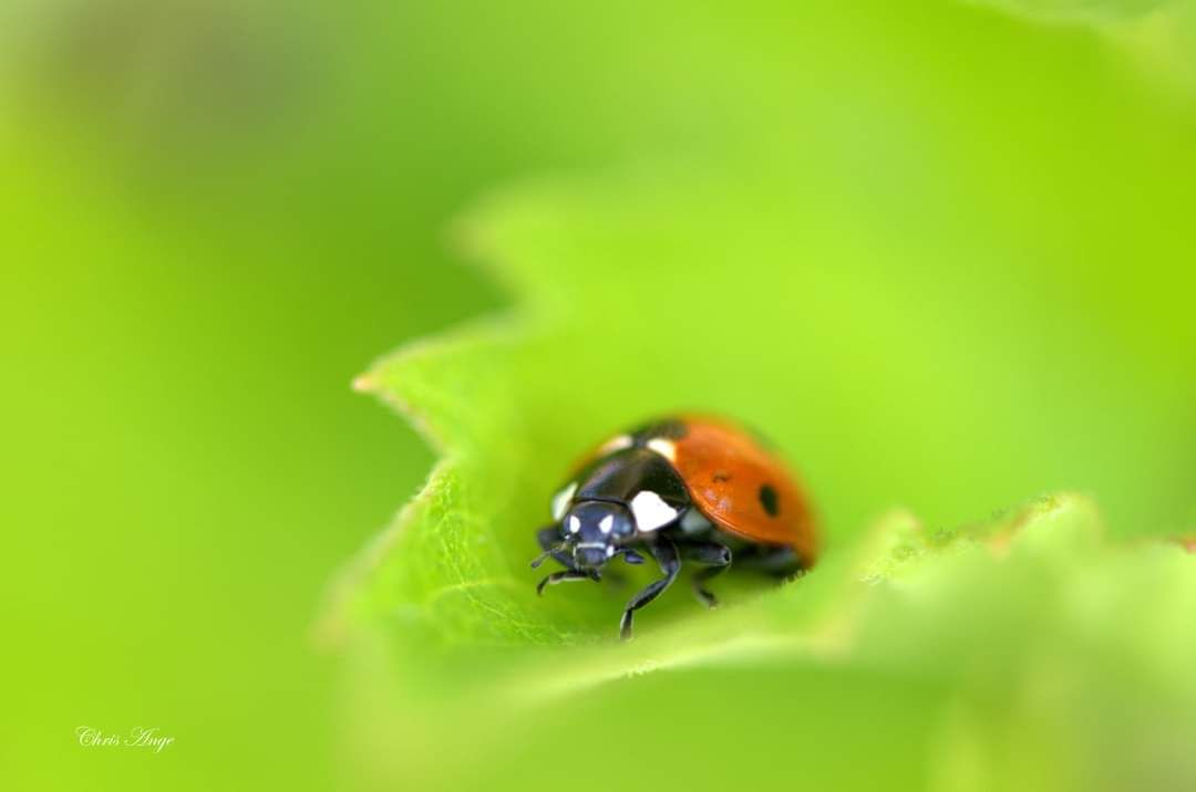 inbound7370178284482471409