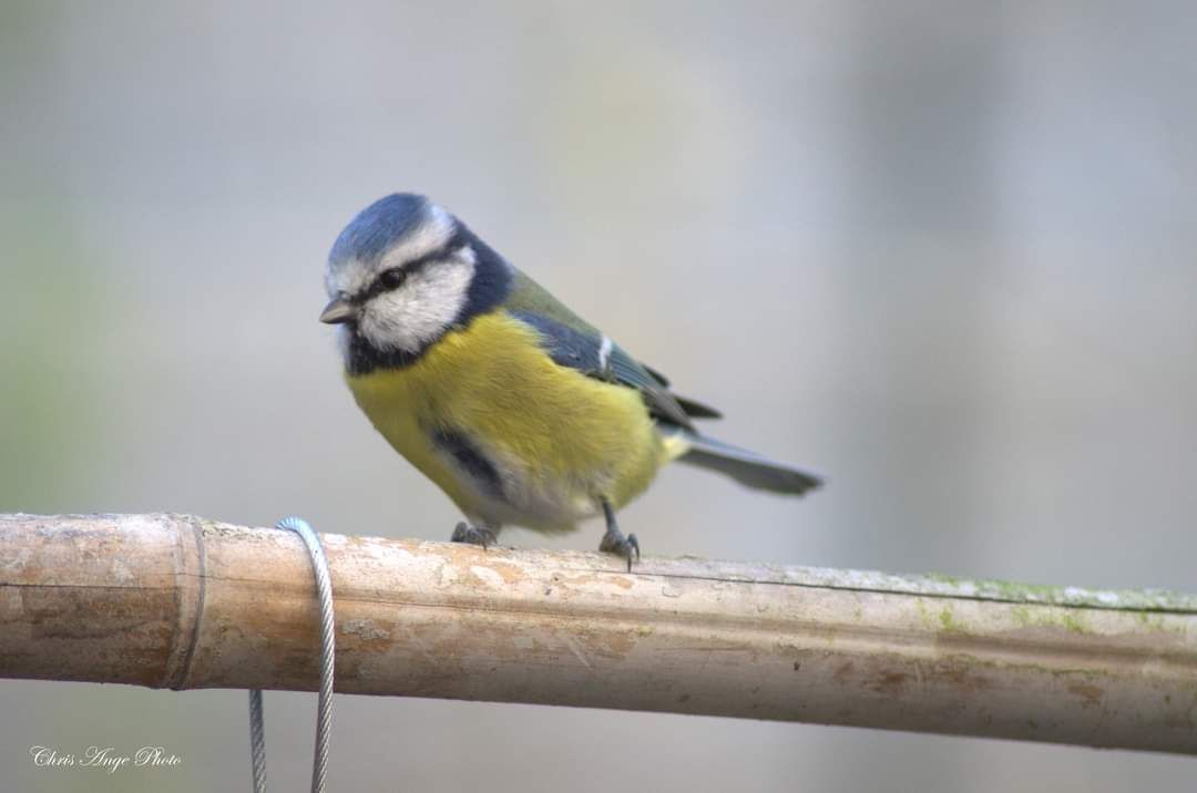 inbound6572830568433054948