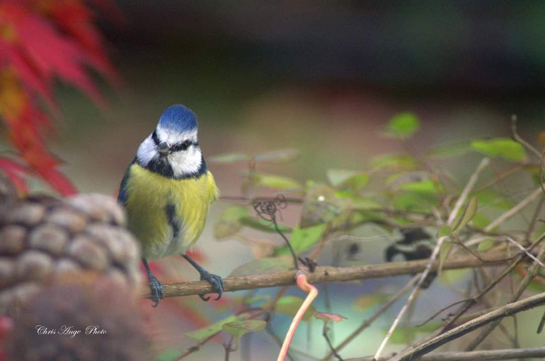 inbound6283218469392039370