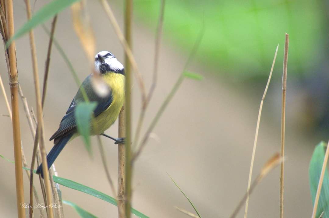 inbound7641207607404792251