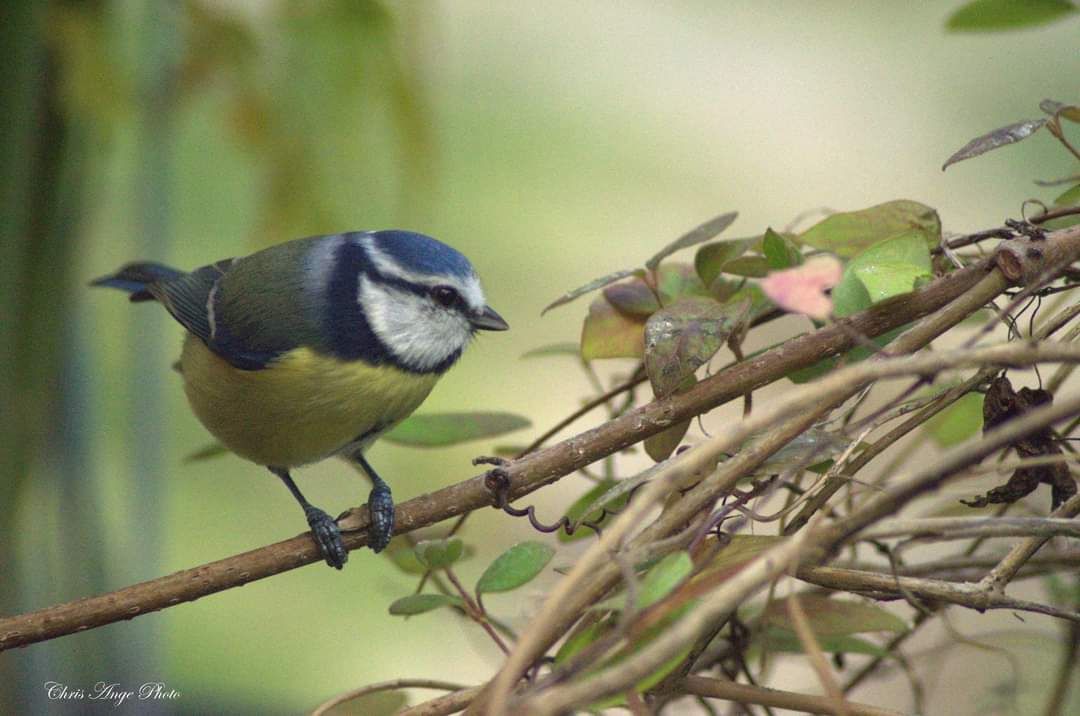 inbound350720720469588163