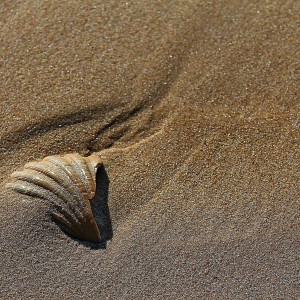 IMG_0277A
