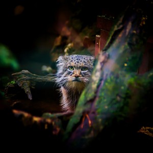 Manul