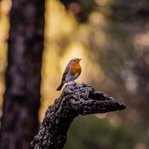 159A7580-24012019-7580