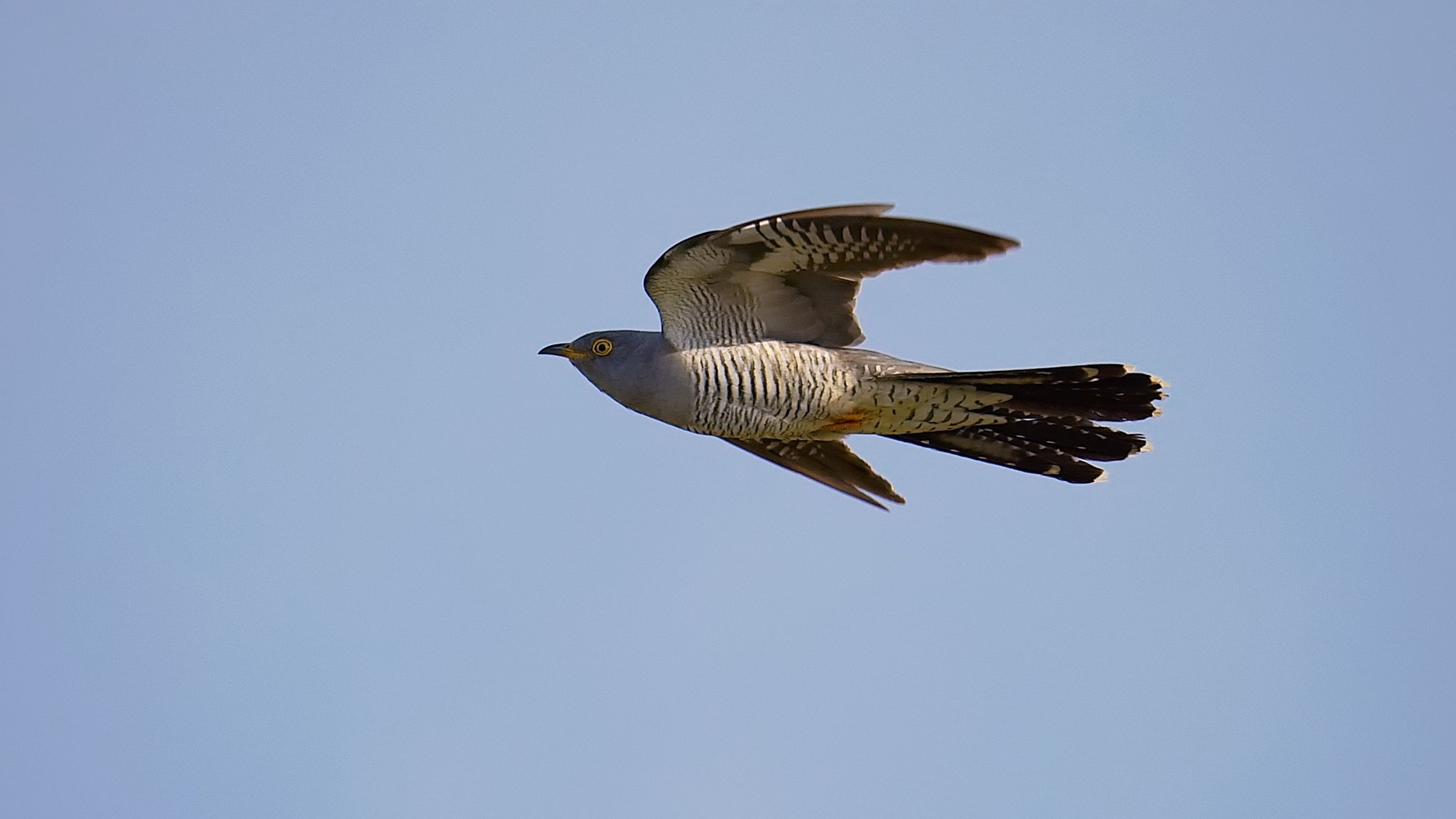 Kukačka - cuckoo