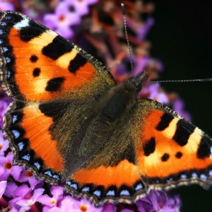 Aglais urticae