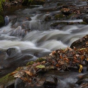 Prunéřovský potok