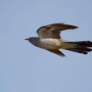 Kukačka - cuckoo
