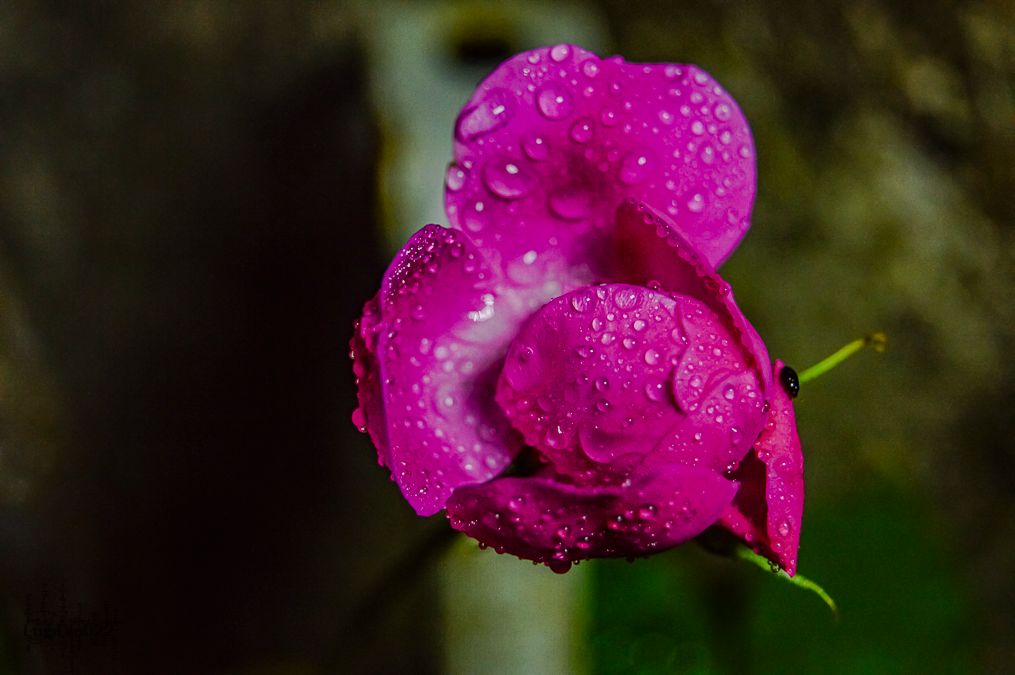 rosas con rocio