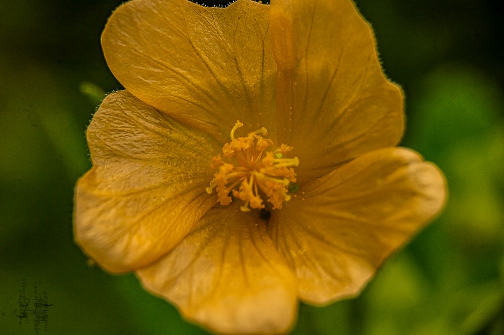 _DSC2661