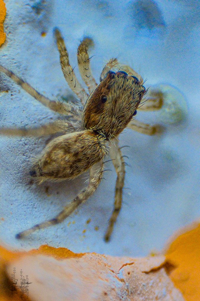 ARAÑA