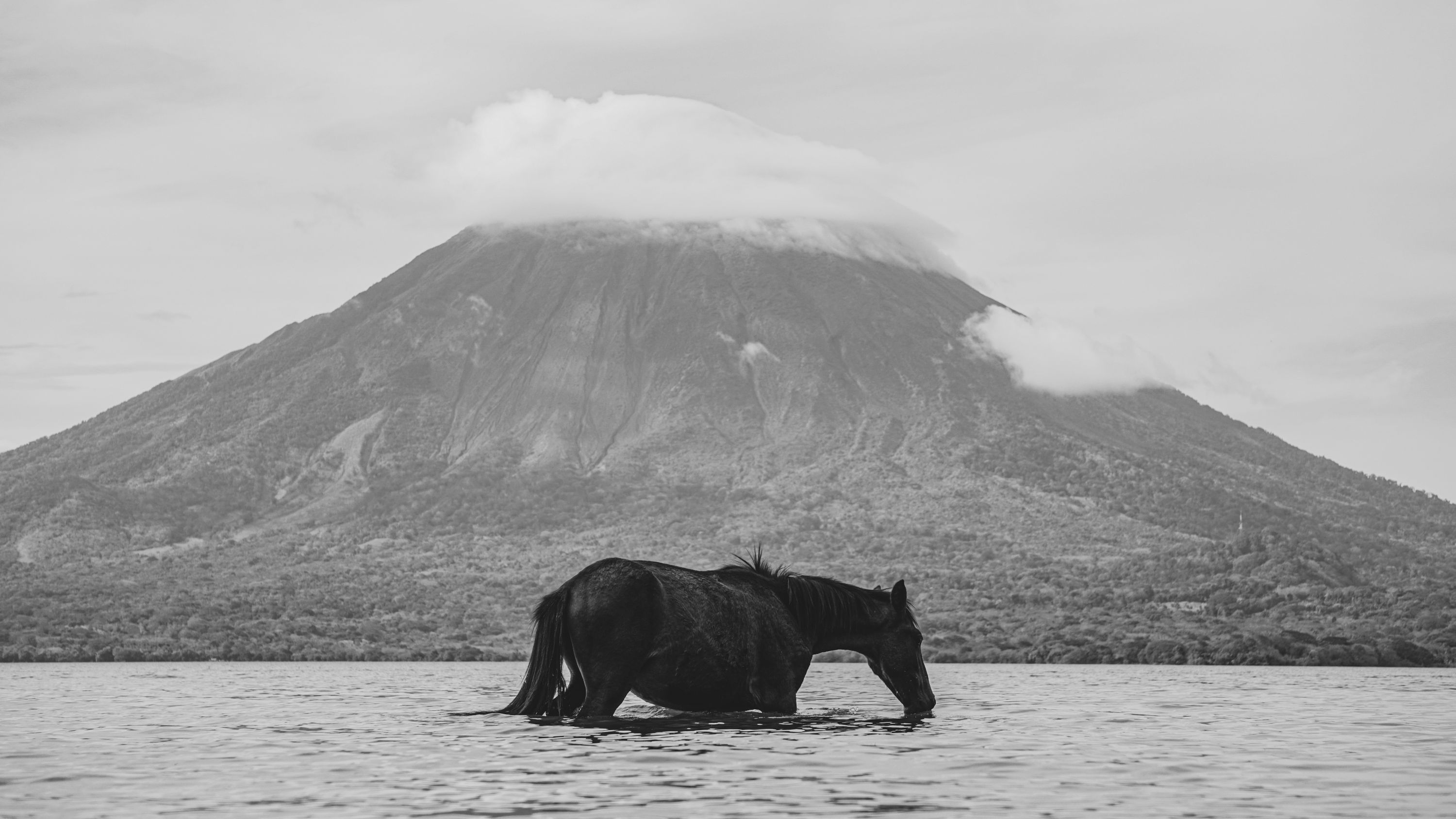 Caballo en el Cocibolca