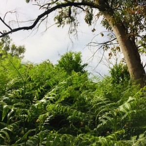 Verde mattino